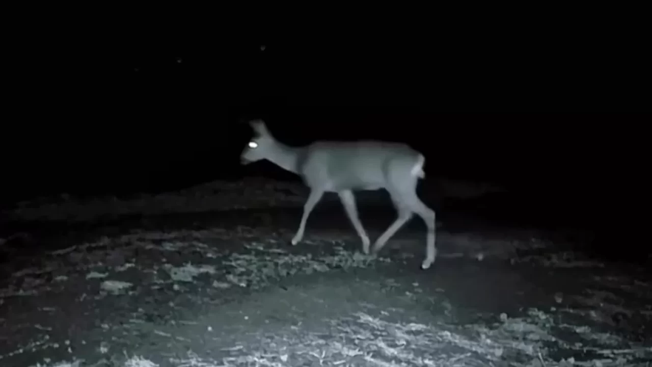 Tekirdağ ormanında fotokapanla görüntülenen 2 karaca, doğa severleri sevindirdi!
