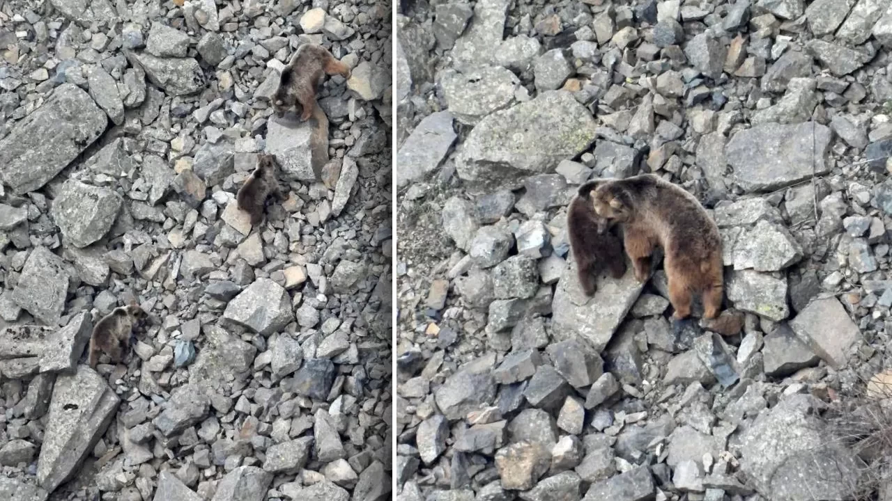 Ayı ailesi kış uykusundan uyandı! O anlar kamerada...