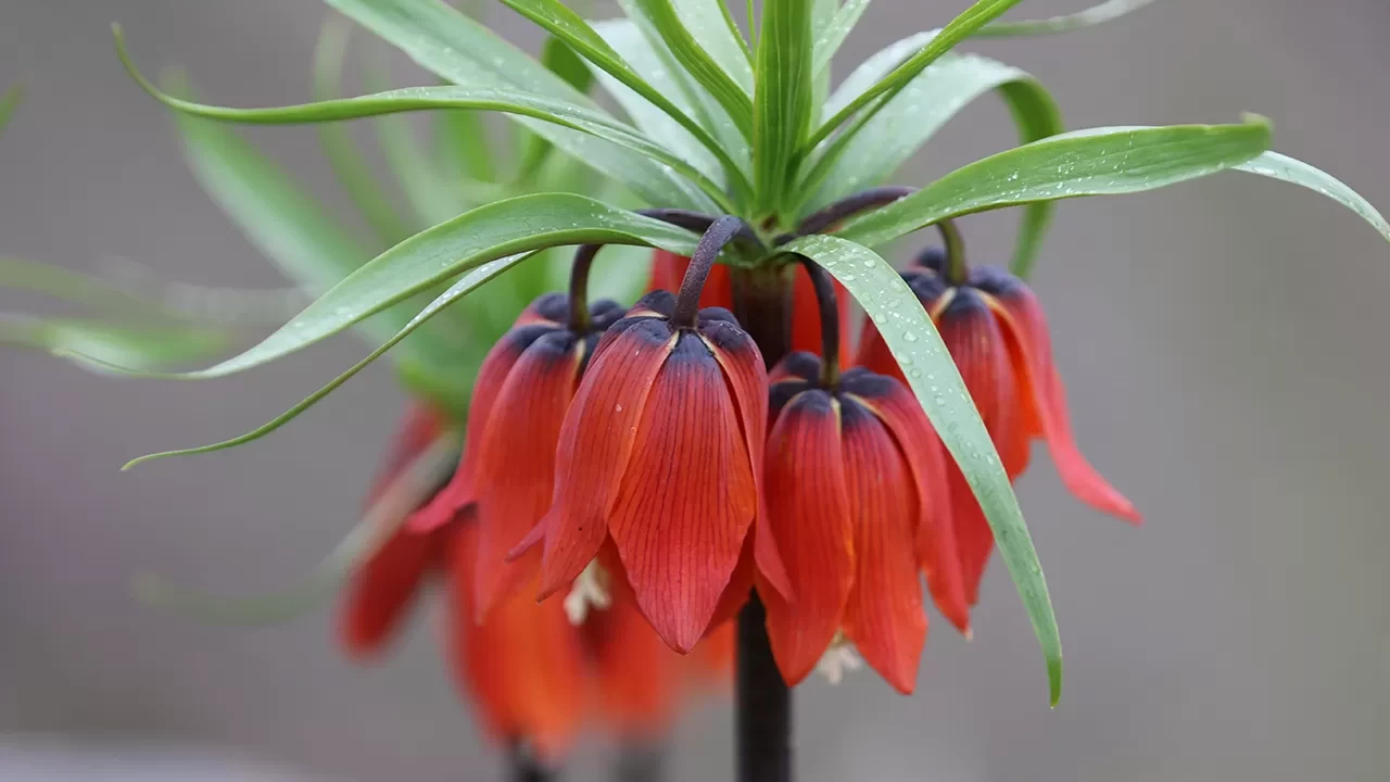 Şırnak'ta 'Ağlayan Gelinler' açtı! Ters laleler baharı müjdeledi