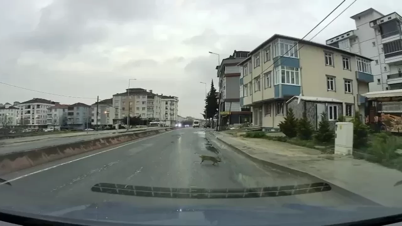 İnanılmaz anlar... Kedinin hayatta kalma mücadelesi kamerada!