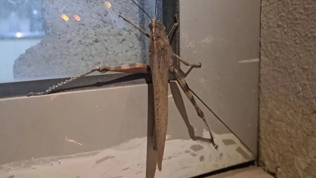 Etçil çekirge insana zarar verir mi? Dev etçil çekirge ısırır mı?