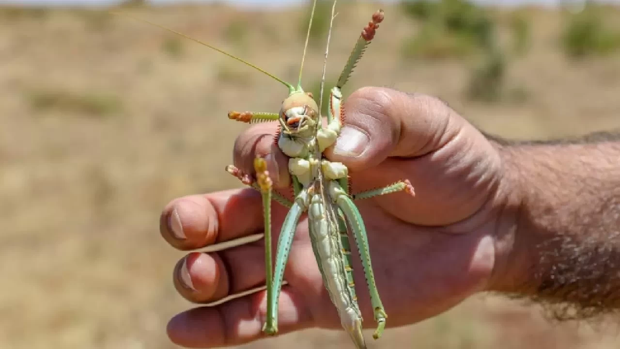 Diyarbakır’da görenleri şaşkına çeviren dev çekirge: Boyutunu gören şoke oluyor