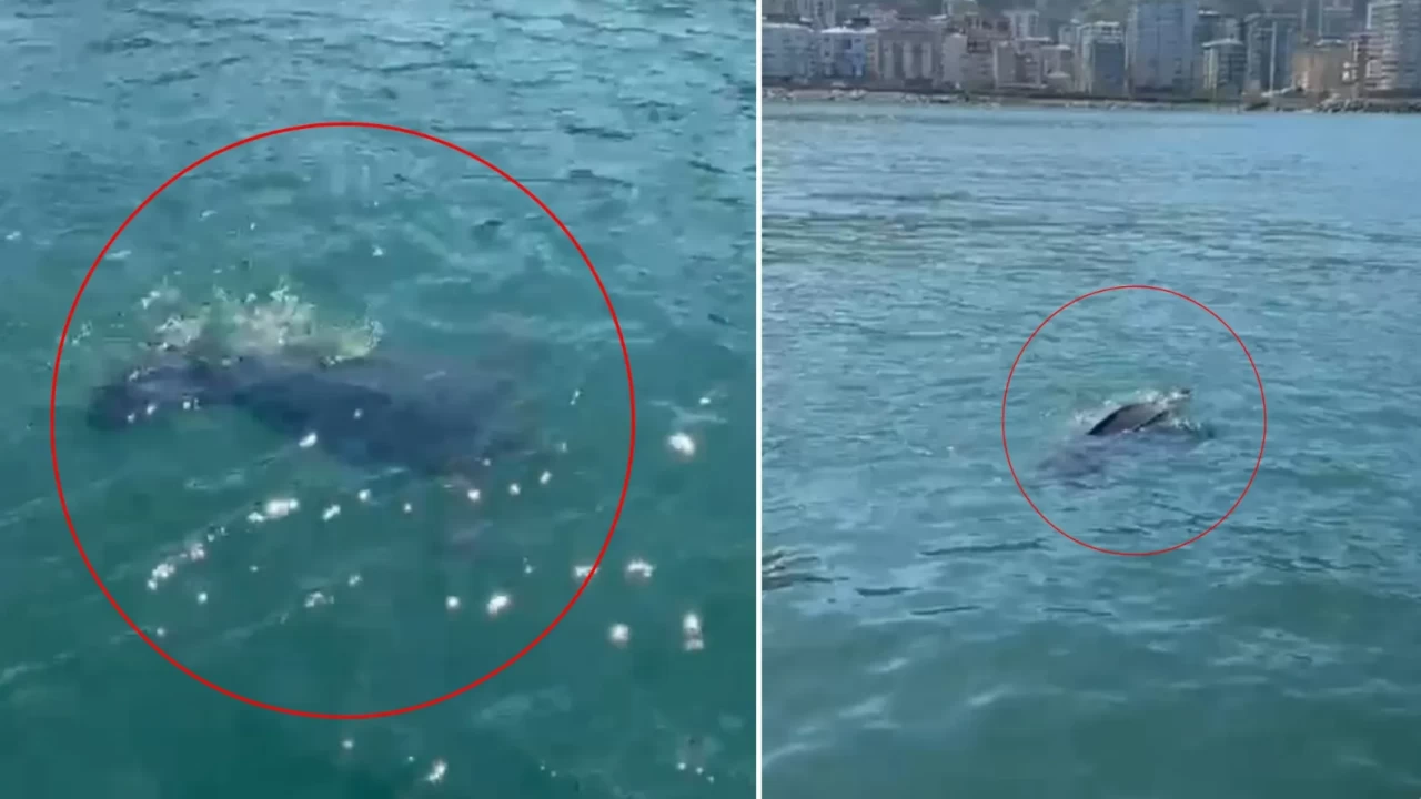 Balina sandılar, kameraya sarıldılar! Rize'de nadir görülen o canlıya rastlandı