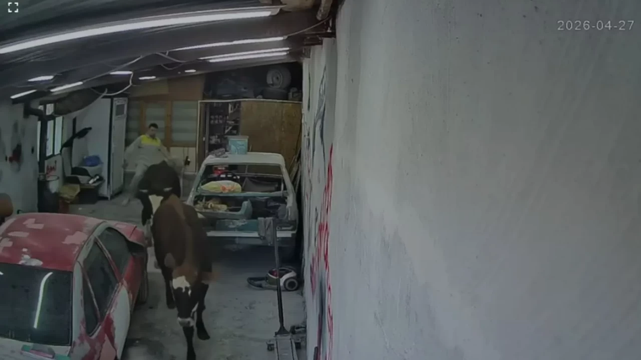 Oto tamircisine girdiler, ortalığı birbirine kattılar! Kaçan büyükbaşlar paniğe neden oldu