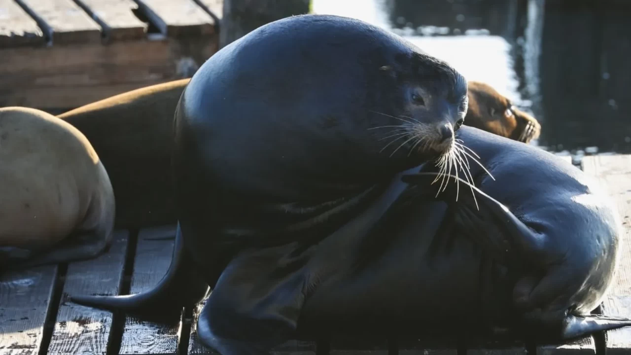 San Francisco Pier 39’da Deniz Aslanı Akını: Turistlerin İlgi Odağı Oldular