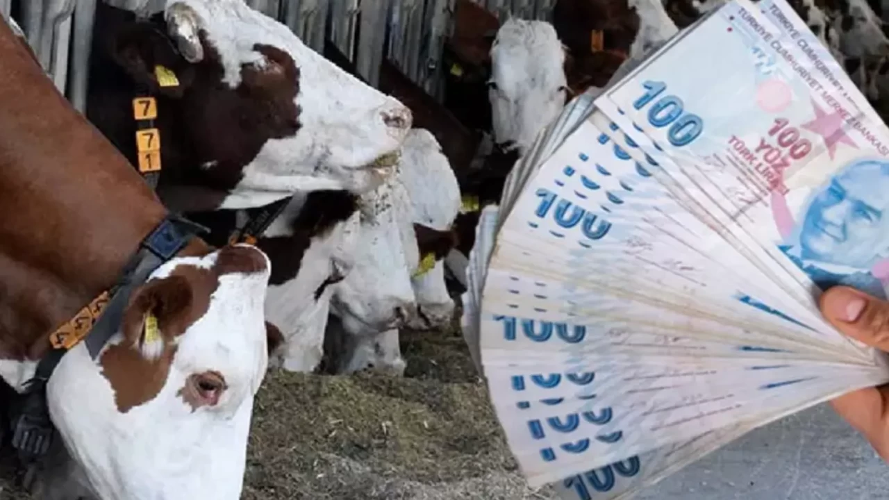 2026 Kurbanlık fiyatları ne kadar oldu? İl il küçükbaş ve büyükbaş canlı hayvan kilogram fiyatları! (Diyanet ve Kızılay vekalet bedeli)