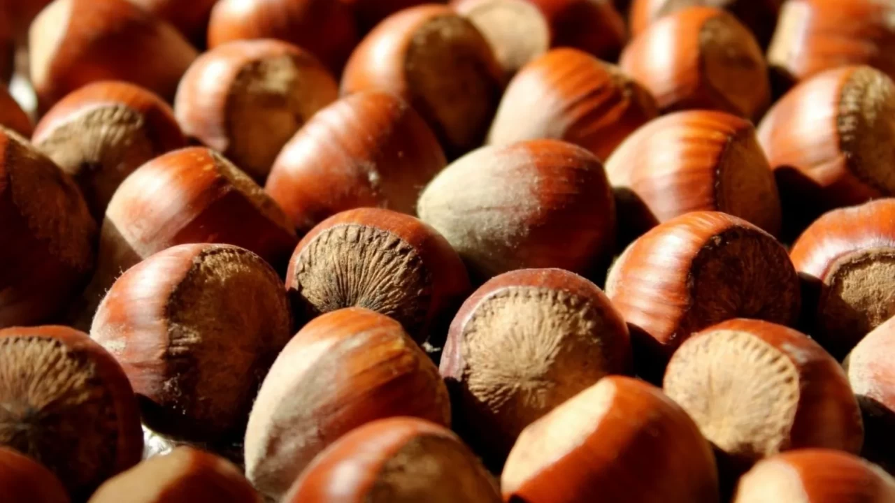 Fındıkta tarihi dönüşüm: Miktar yüzde 31 düştü, gelir rekor kırdı! Kilogram değeri 14 dolara dayandı!