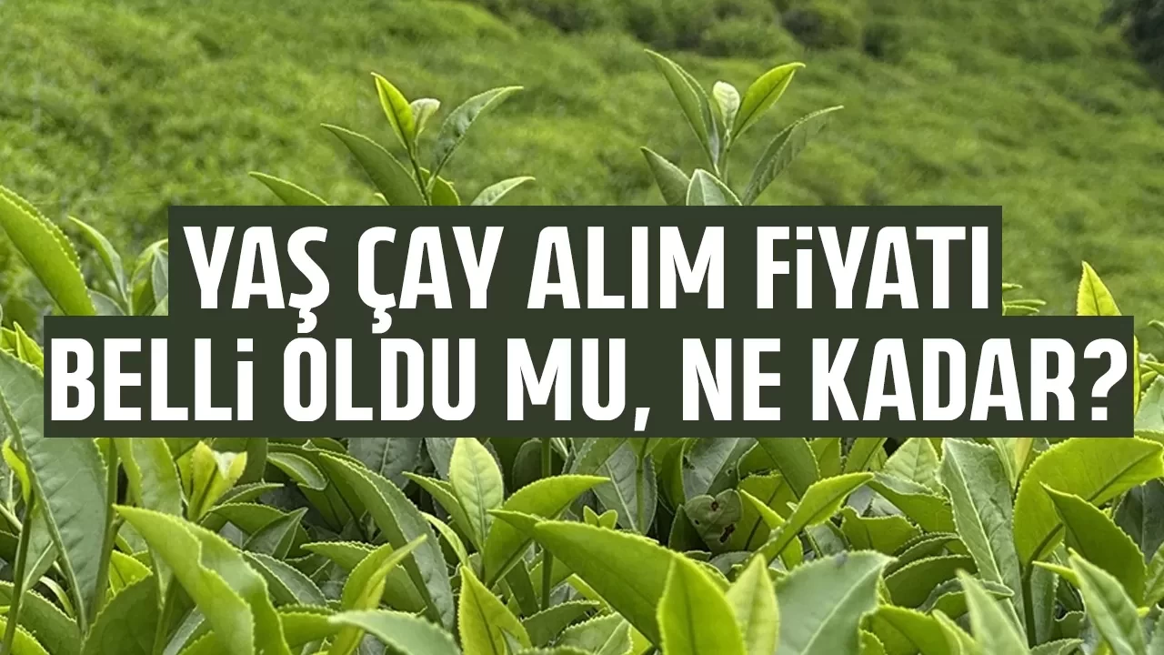 YAŞ ÇAY ALIM FİYATI 2026 NE KADAR OLDU? | Çay fiyatı açıklandı mı, ne zaman açıklanacak? 2026 yaş çay sezonu başlıyor!