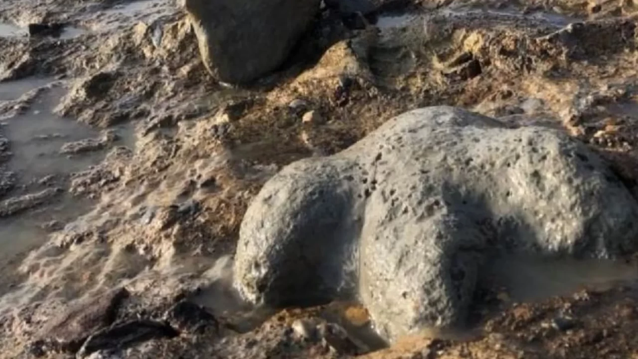 Tayland'da yeni bir dinozor türüne ait kalıntılar bulundu