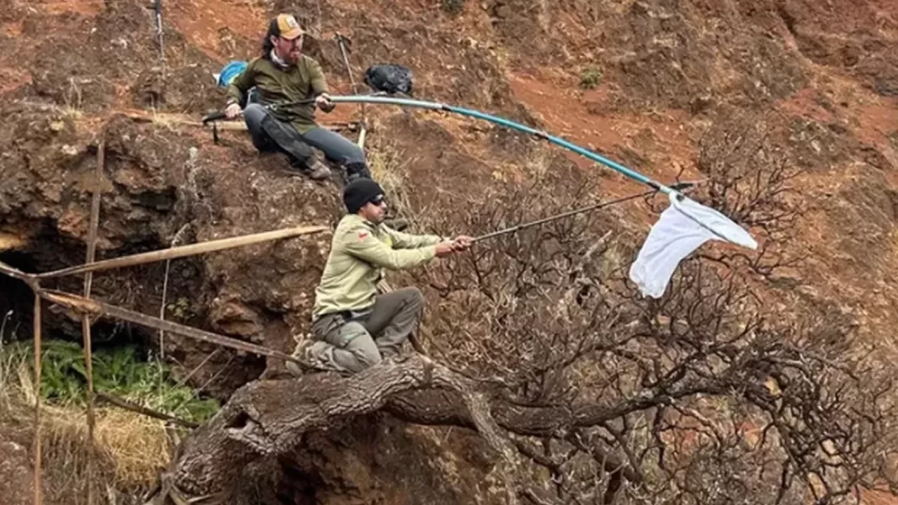 Dünyada tek kalan ağaç alarm verdi! 24 saat başında nöbet tu