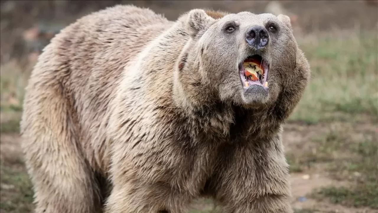 Japonya’da ayı alarmı: 94 okulda eğitime ara verildi