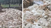 Mersin'de skandal görüntüler! Yüzlerce ölü tavuğu ormana attılar...