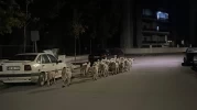 Kapıyı kıran koyunlar boş arazide çıktı