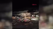 Bingöl’de ayı ve kurtlar yerleşim yerine indi!