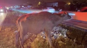 Otomobil yoldaki angusa çarptı