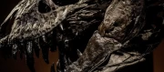 T-rex araştırmasında şaşırtıcı keşif