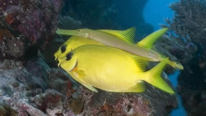 Mercan resifleri sıcaklıklar nedeniyle beyazlaşıyor!