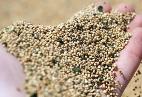 Kinoa zayıflatır mı?