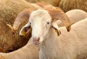 Kurban derisi ne yapılır, kimlere verilir, satılır mı? Kurban derisi nasıl saklanır 2026?