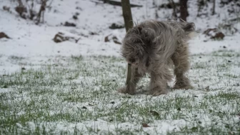 Kiev’e kışın ilk karı düştü: Savaş gölgesinde beyaz örtü