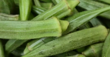 Dondurucu dostu taze bamya saklama rehberi