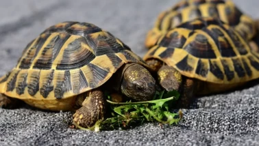 Bu sembol hayatınıza yeni bir dönem getiriyor