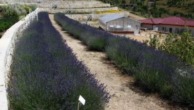 Türkiye’nin en zengin genetik kaynak merkezi Eskişehir’de