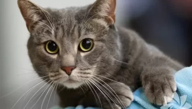 Kedinize mama dışında ne verebilirsiniz?