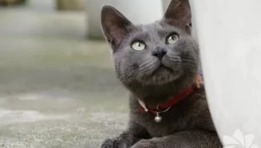 Kedinize mama dışında verebileceğiniz güvenli yiyecekler
