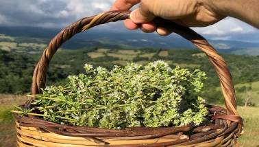 Yunan ve Roma’nın gizli gücü!