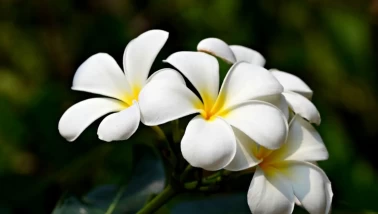 Plumeria (fitne çiçeği) bakım rehberi