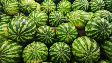 Şeker gibi sulu karpuzu seçmenin 4 altın kuralı!