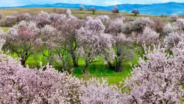 Çiçek açan badem ağaçları dronla görüntülendi