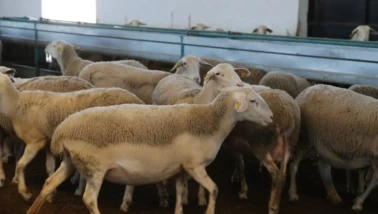 Iğdır'da arı saldırısı sonrası acı bilanço