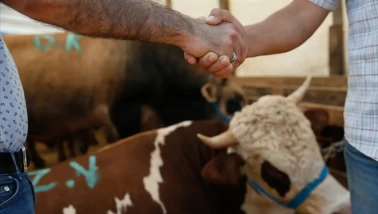 Kurban kesimi ne zaman biter? Bayramın 3. ve 4. günü kesilir mi?