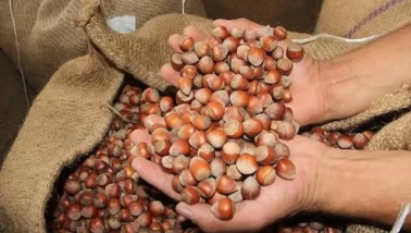 Fındık üreticisine yüksek randıman jesti! Kilo başına rekor ek ödeme geliyor