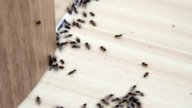 Evdeki karınca sorununa karşı uygulanabilecek yöntemler