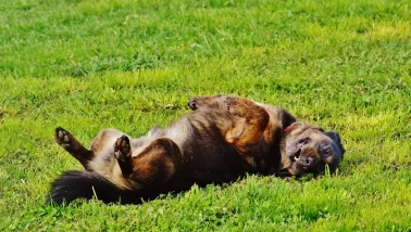 Köpekler Neden Çimen Yer? Ne Zaman Endişelenmeli?