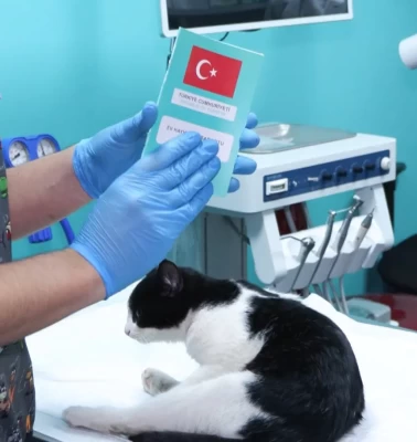 Evcil hayvanlara çip taktırmak için son gün 31 Aralık