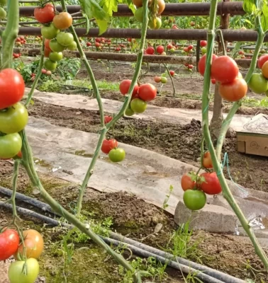 Sırrı yerin altında saklı! Bu domatesi yiyen bir daha bırakamıyor