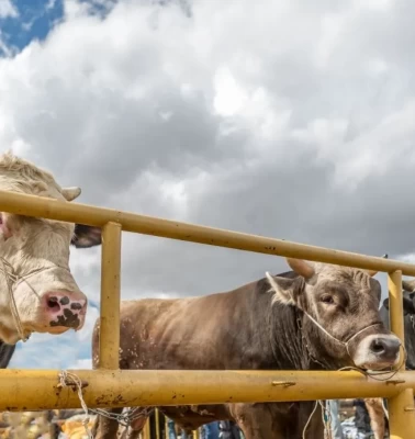 Kesimden önce isim belirlenmezse ibadet geçersiz mi?