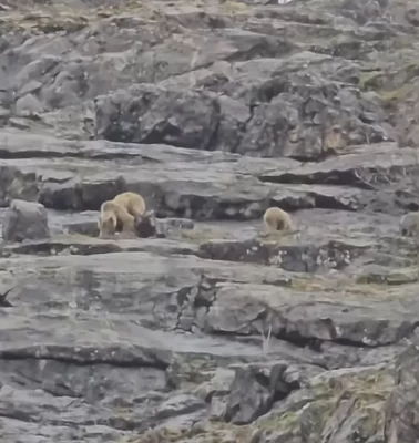 Munzur Vadisi’nde anne ayı ve yavruları kameralara böyle yakalandı