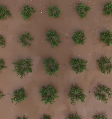 Manisa'da Gediz Nehri taştı, tarım arazileri su altında kaldı
