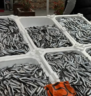 Kilosu 150 lira! Karadeniz’in incisi hamsi tezgahlara veda ediyor