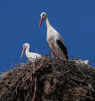 Uluabat’ta mutlu son: Yaren Leylek, Nazlı'sına kavuştu