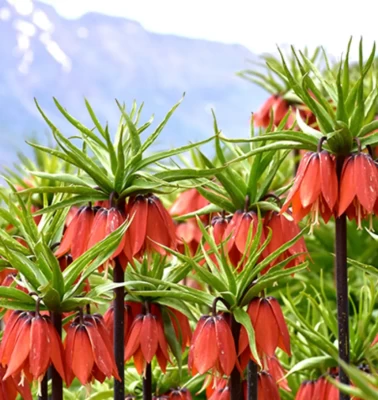 'Ağlayan Gelin' yüzünü gösterdi! Cezası servet değerinde