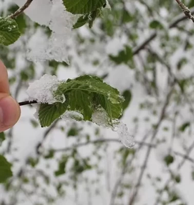 Meteoroloji'den o illere zirai don uyarısı