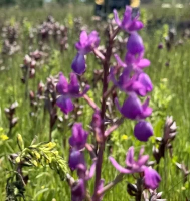 İzinsiz toplayanlar dikkat!