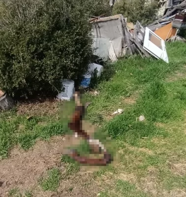 Hurdalıkta kan donduran manzara: Ölmüş at parçaları ve köpek leşleri bulundu