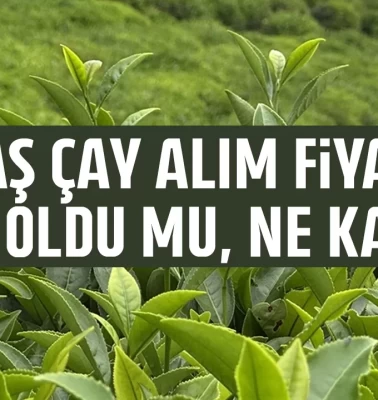 2026 Yaş çay alım fiyatı belli oldu mu, ne kadar?